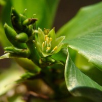 Chlorophytum heynei Baker